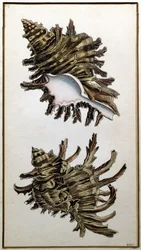 Conchiglia, pubblicata da Shaw, c.1790-1820
